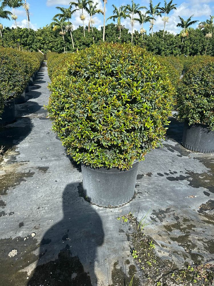 eugenia-globulus-topiary-sphere-globe-syzygium-paniculatum-globulus