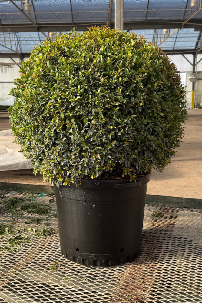 eugenia-globulus-topiary-sphere-globe-syzygium-paniculatum-globulus