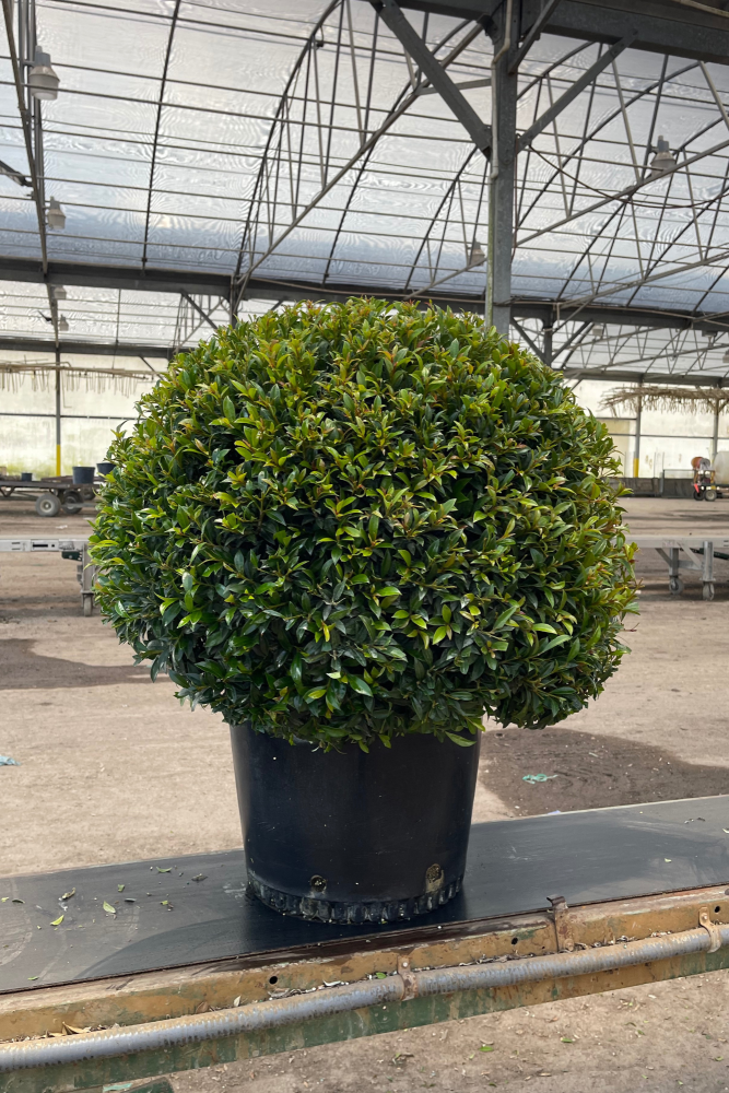 eugenia-globulus-topiary-sphere-globe-syzygium-paniculatum-globulus