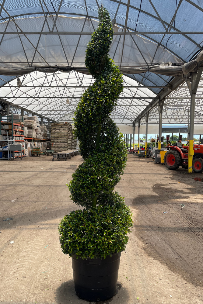 eugenia-globulus-topiary-spiral-syzygium-paniculatum-globulus