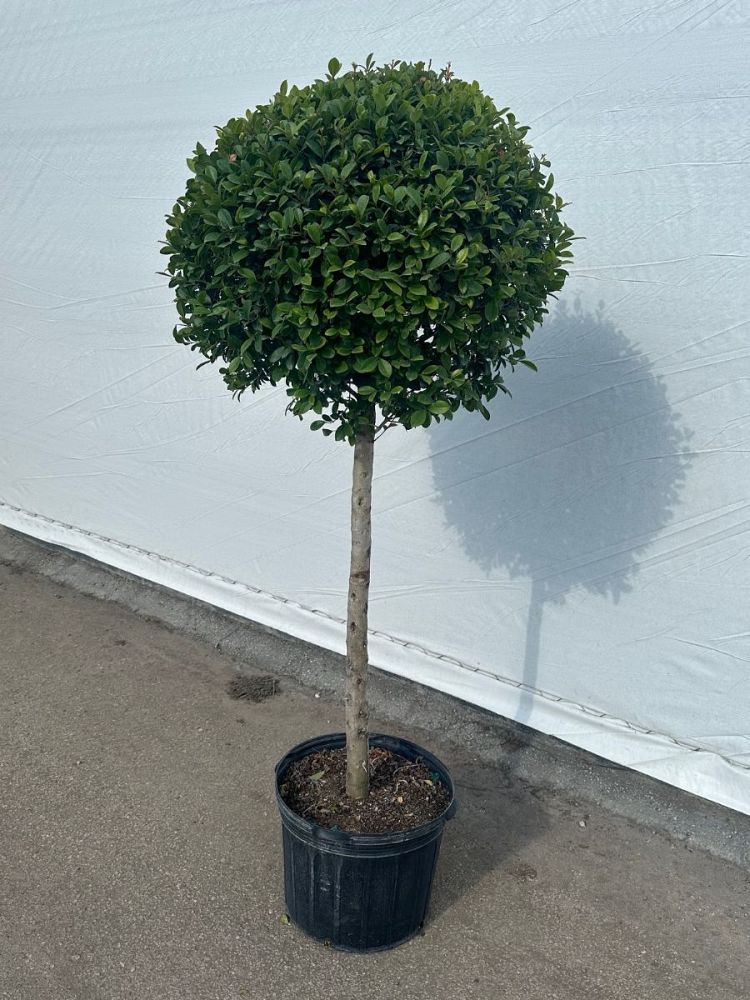 eugenia-myrtifolia-monterey-bay-topiary-1-ball-syzygium-paniculatum-brush-cherry