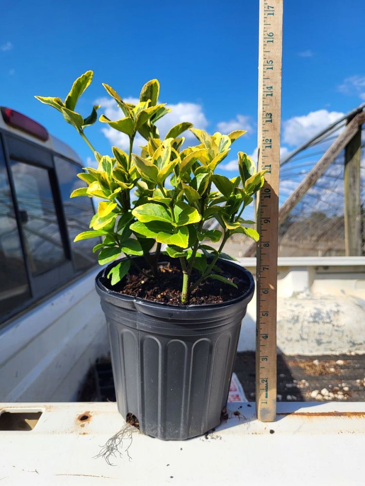 euonymus-japonicus-aureo-marginatus-japanese-spindle-golden-euonymus