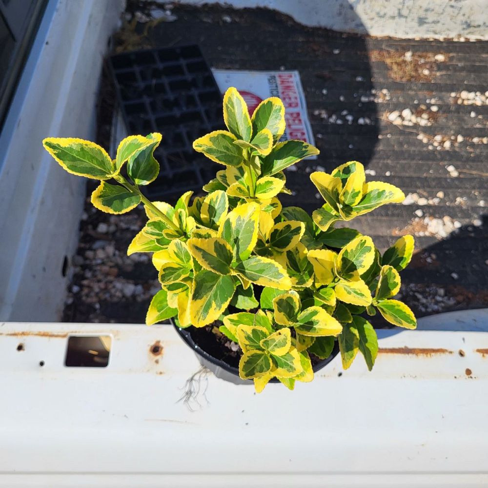 euonymus-japonicus-aureo-marginatus-japanese-spindle-golden-euonymus