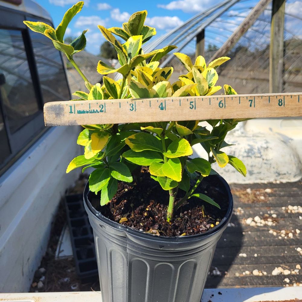 euonymus-japonicus-aureo-marginatus-japanese-spindle-golden-euonymus