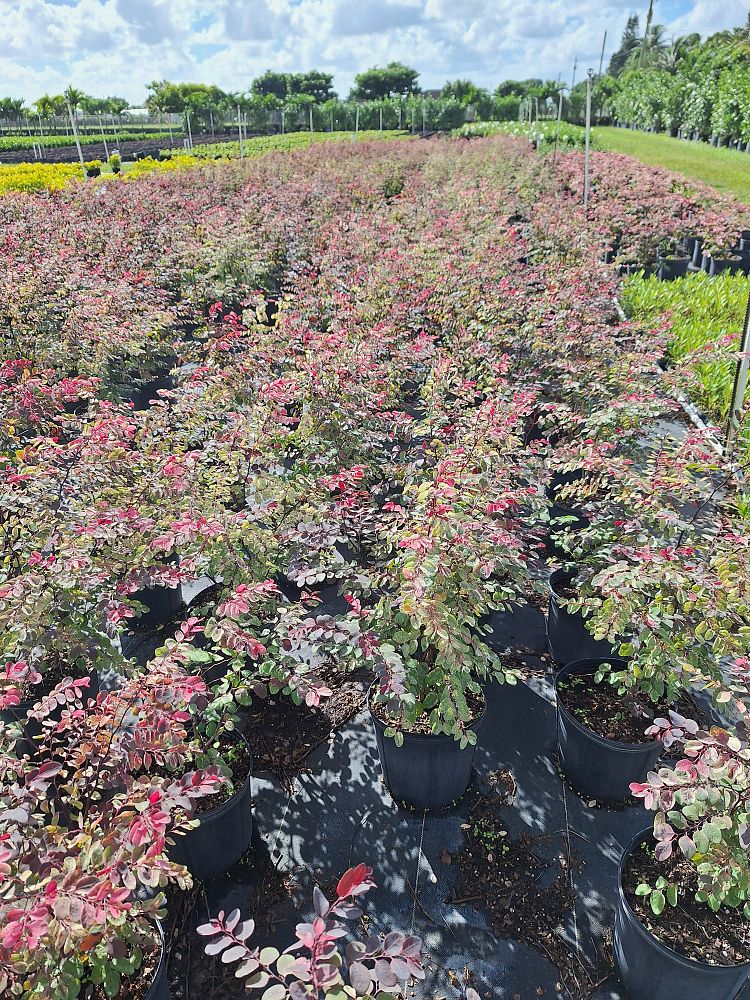 euphorbia-marginata-snow-on-the-mountain