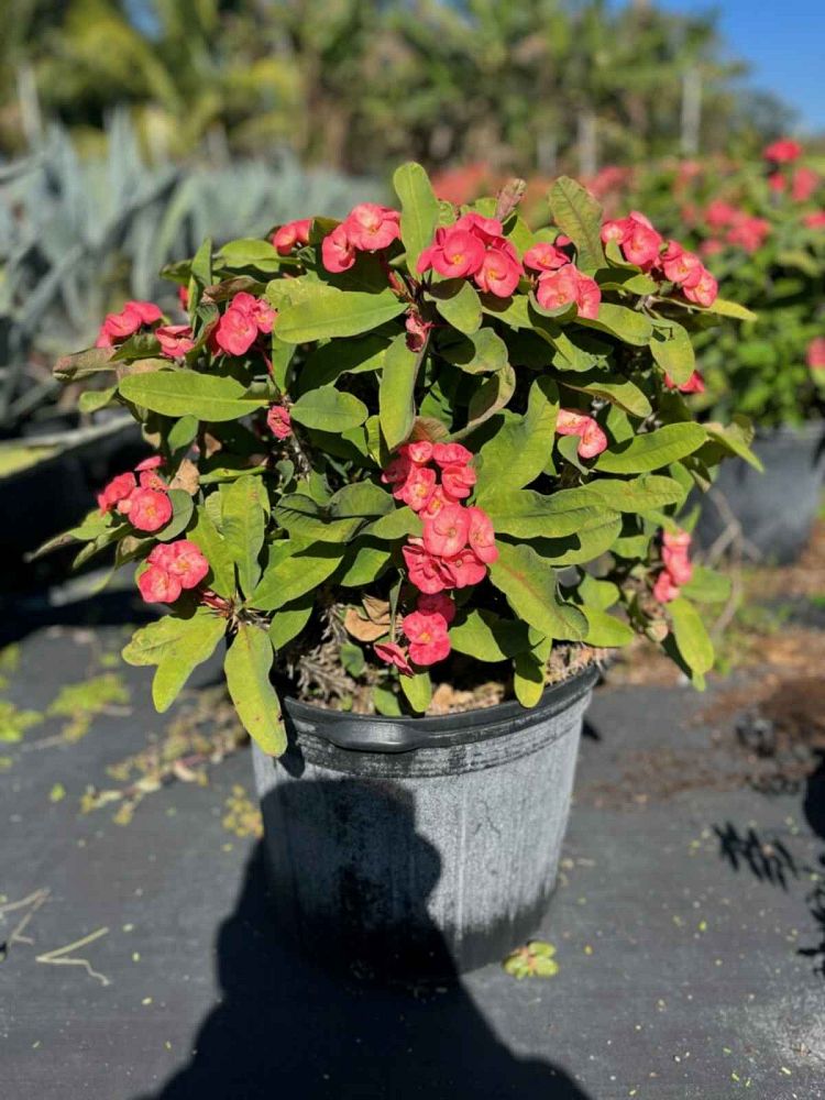 euphorbia-milii-crown-of-thorns