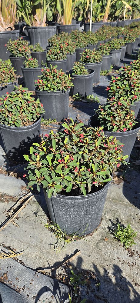 euphorbia-milii-rosy-crown-of-thorns