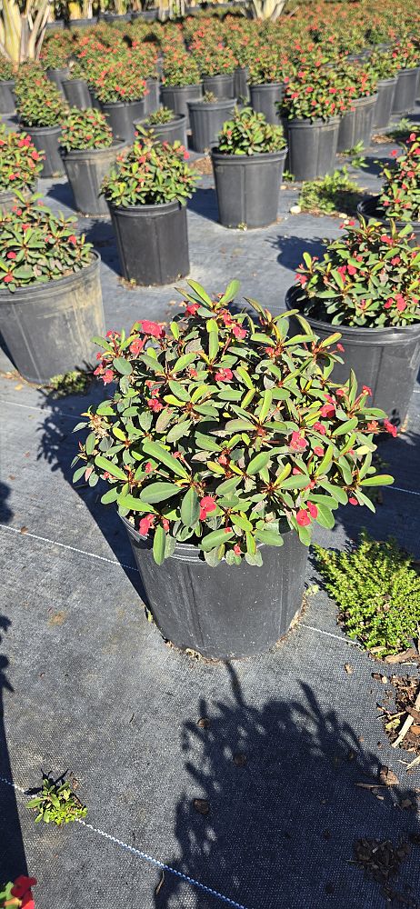 euphorbia-milii-rosy-crown-of-thorns