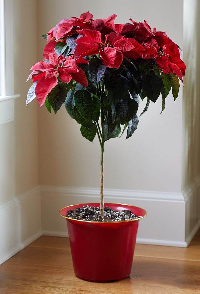 euphorbia-pulcherrima-poinsettia