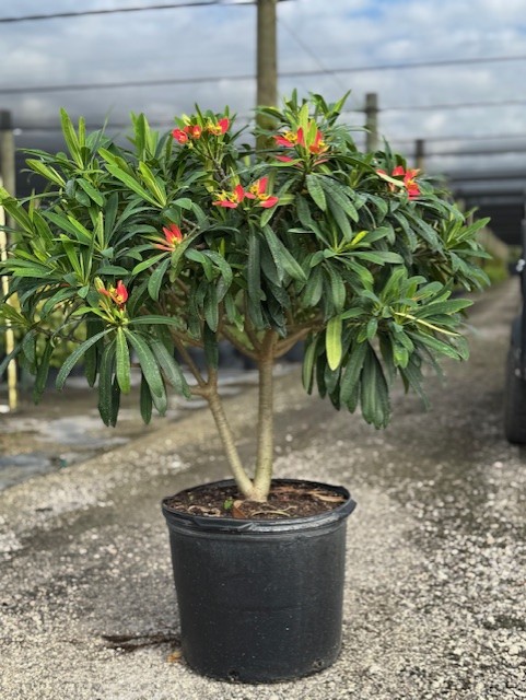 euphorbia-punicea-jamaican-poinsetta