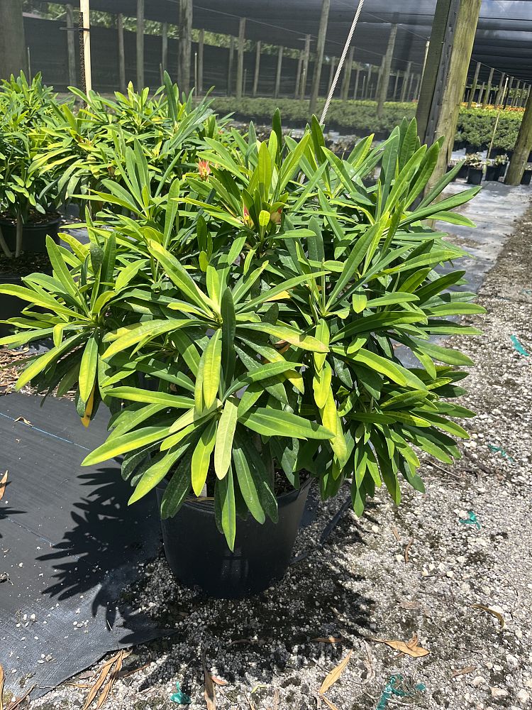 euphorbia-punicea-jamaican-poinsetta