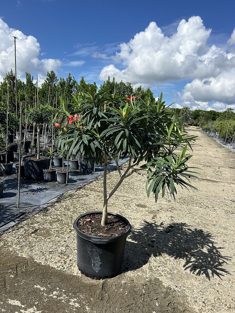 euphorbia-punicea-jamaican-poinsetta