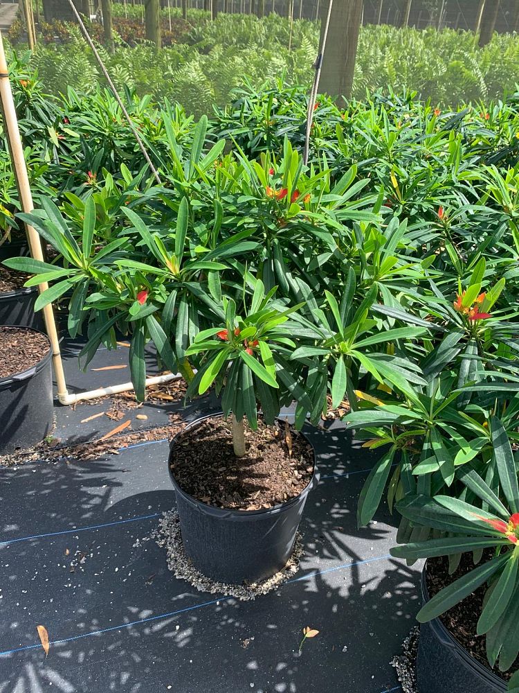 euphorbia-punicea-jamaican-poinsetta