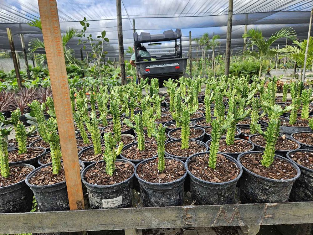 euphorbia-trigona-variegated-cathedral-cactus-african-milk-tree