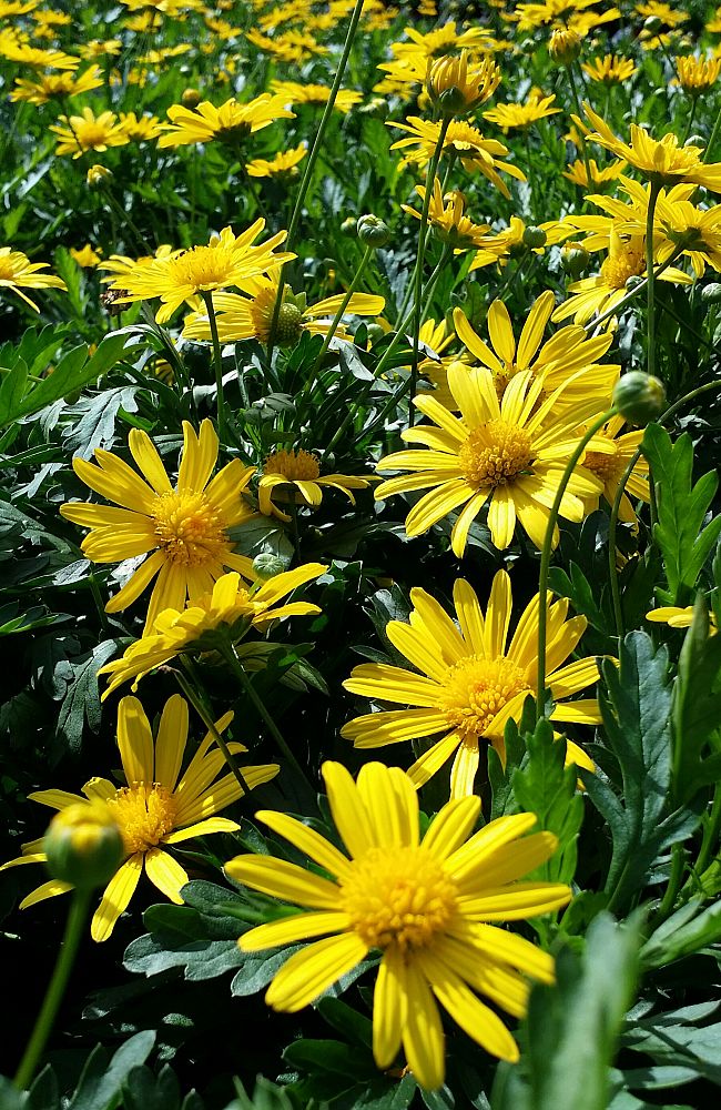 euryops-yellow-bush-daisy