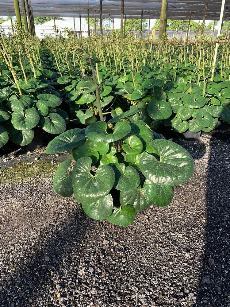 farfugium-japonicum-gigantea-giant-leopard-plant-ligularia-tussilaginea