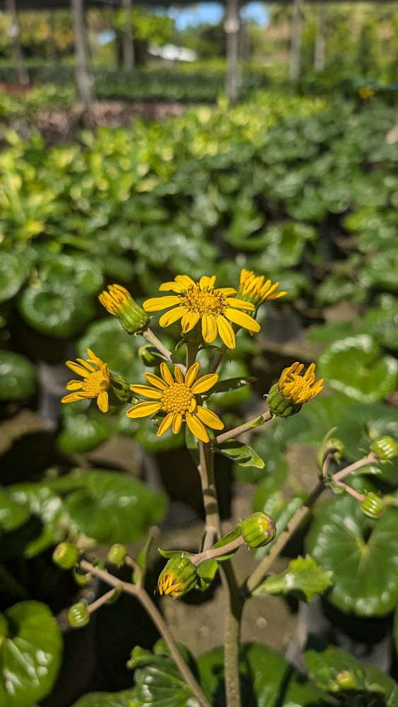 farfugium-japonicum-gigantea-giant-leopard-plant-ligularia-tussilaginea