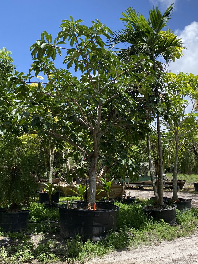 ficus-altissima-council-tree-lofty-fig-false-banyan