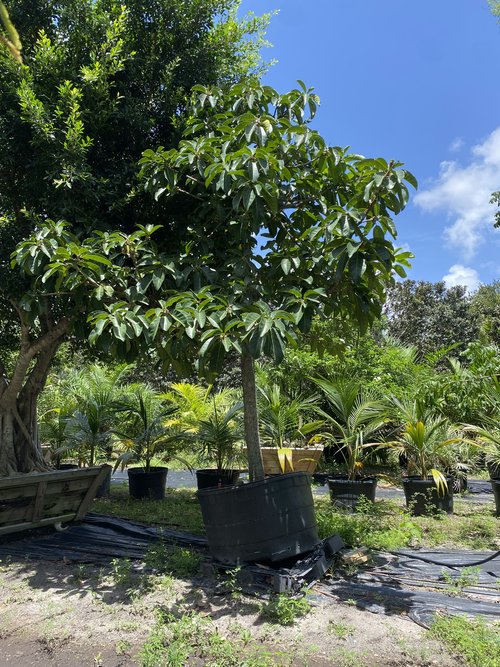 ficus-altissima-council-tree-lofty-fig-false-banyan