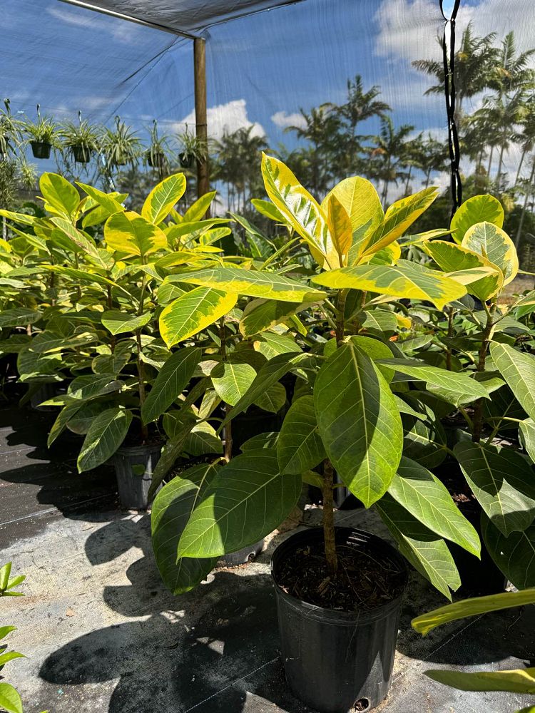 ficus-altissima-variegata