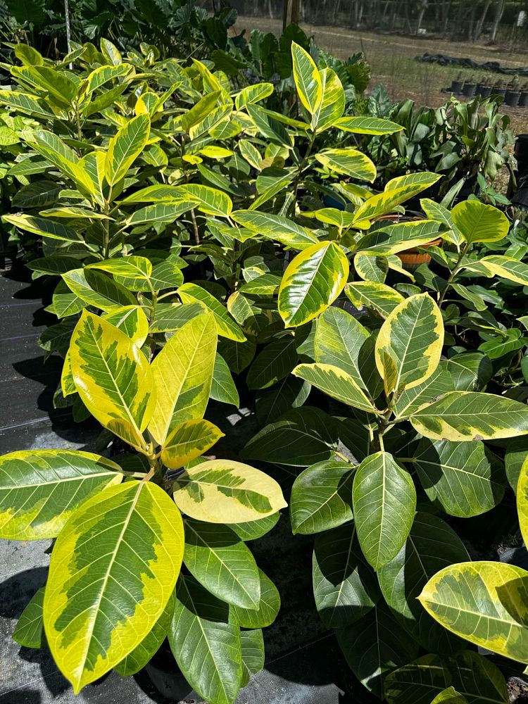 ficus-altissima-variegata