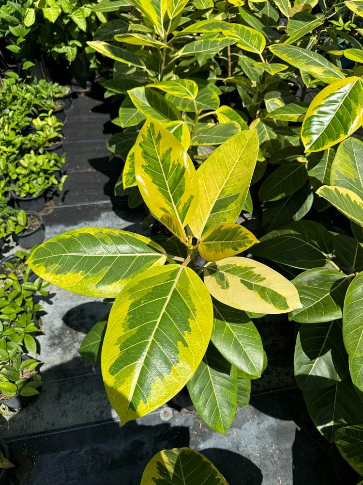 ficus-altissima-variegata