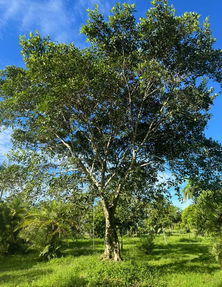 ficus-aurea-strangler-fig