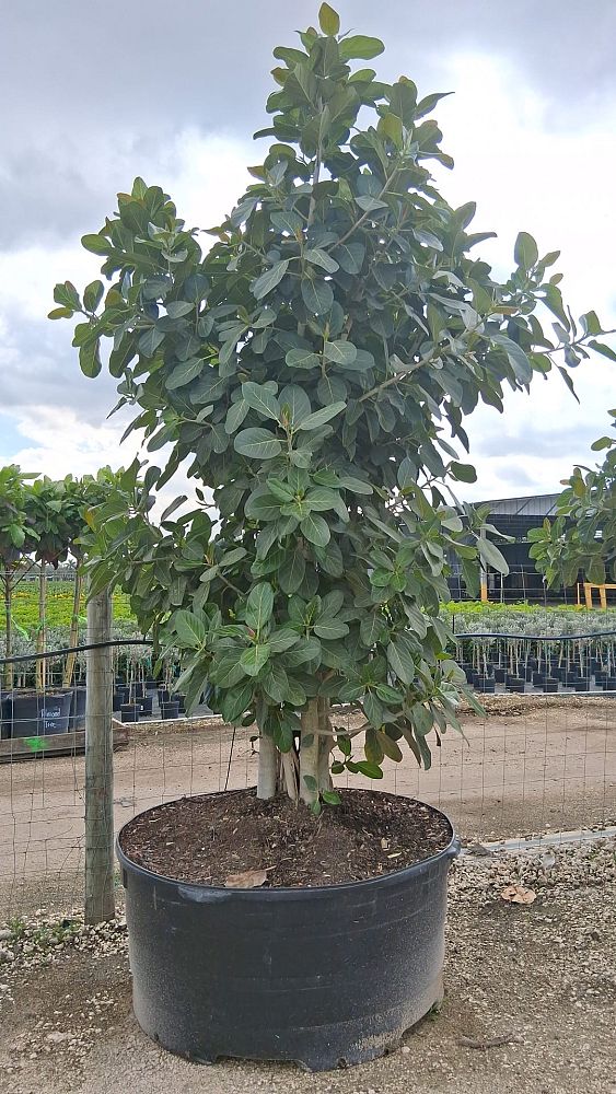 ficus-benghalensis-audrey-weeping-fig