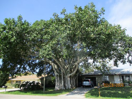 ficus-benghalensis-banyan-tree