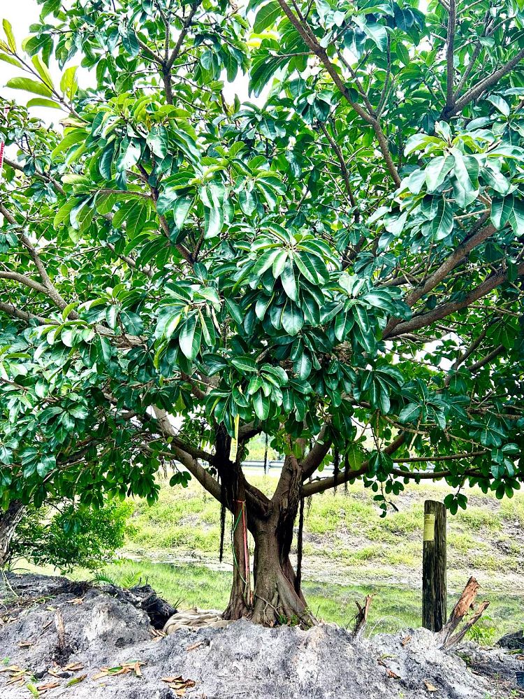 ficus-benghalensis-banyan-tree