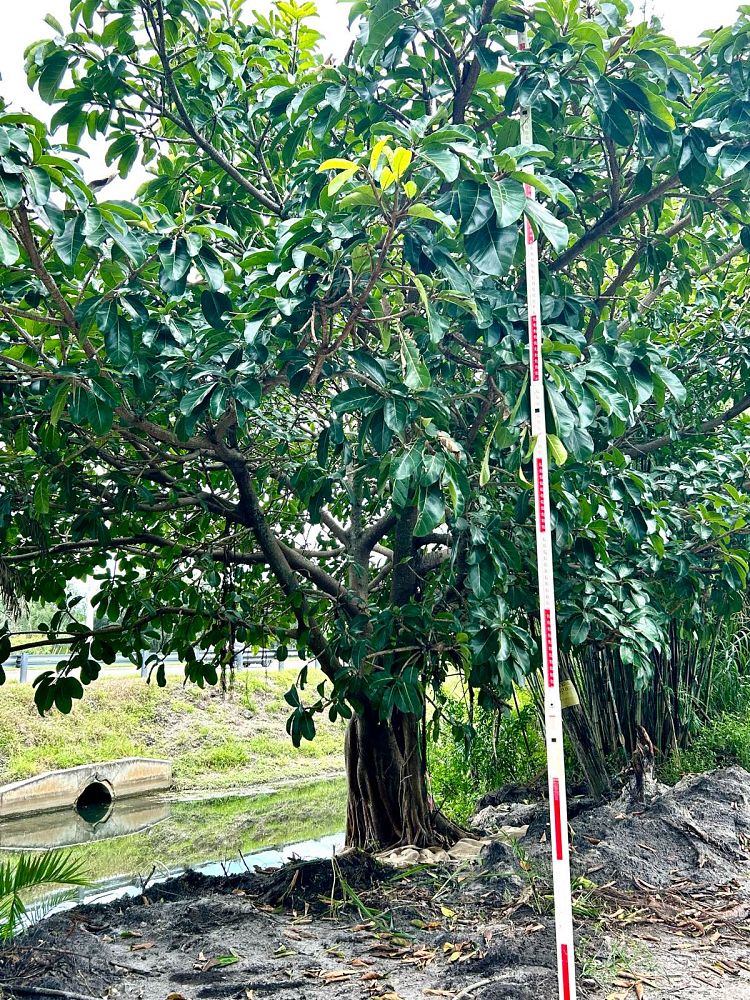 ficus-benghalensis-banyan-tree