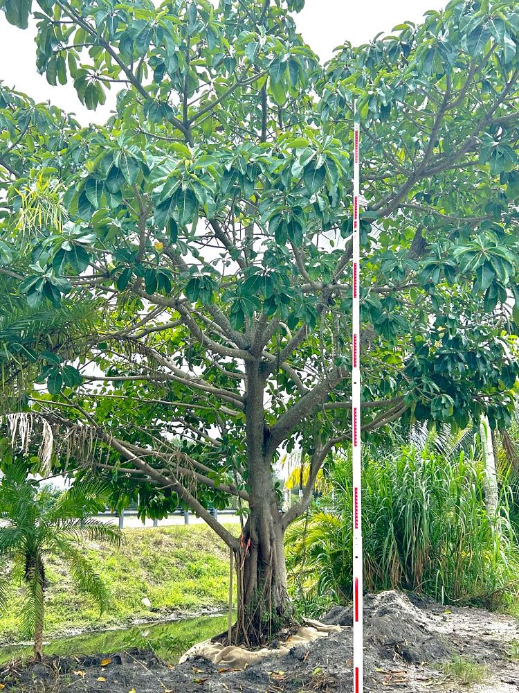 ficus-benghalensis-banyan-tree