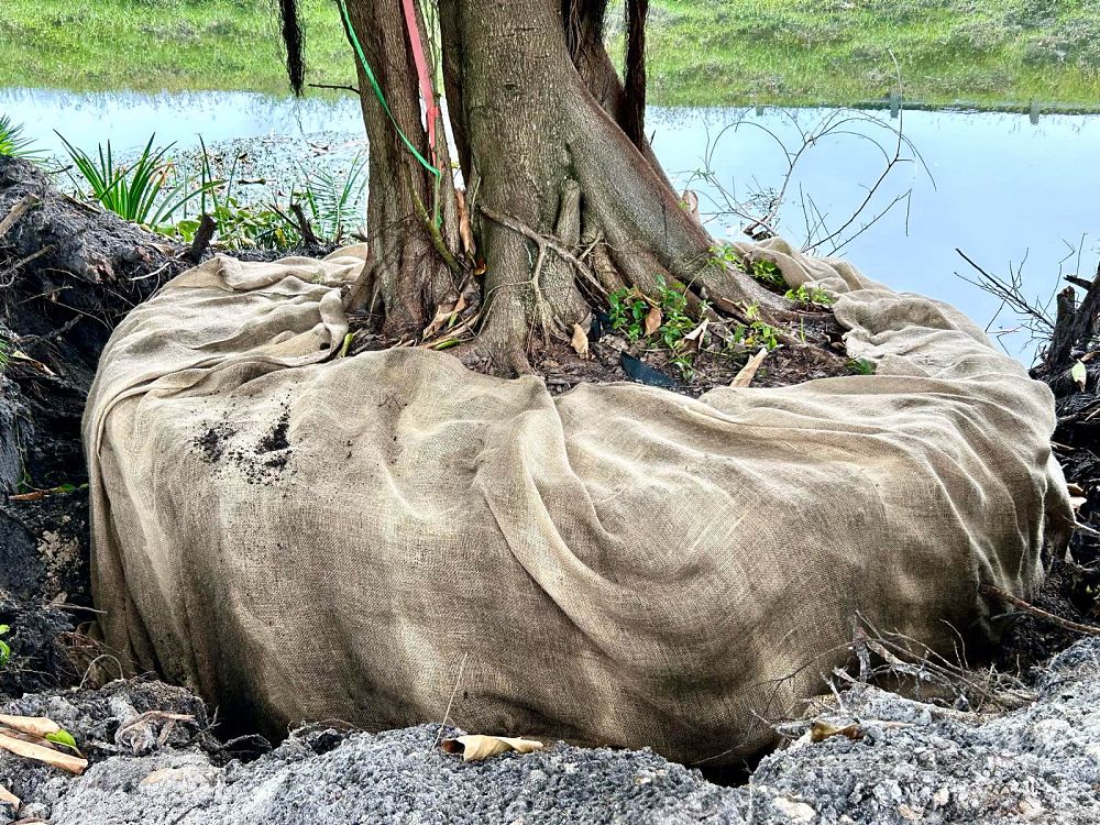 ficus-benghalensis-banyan-tree