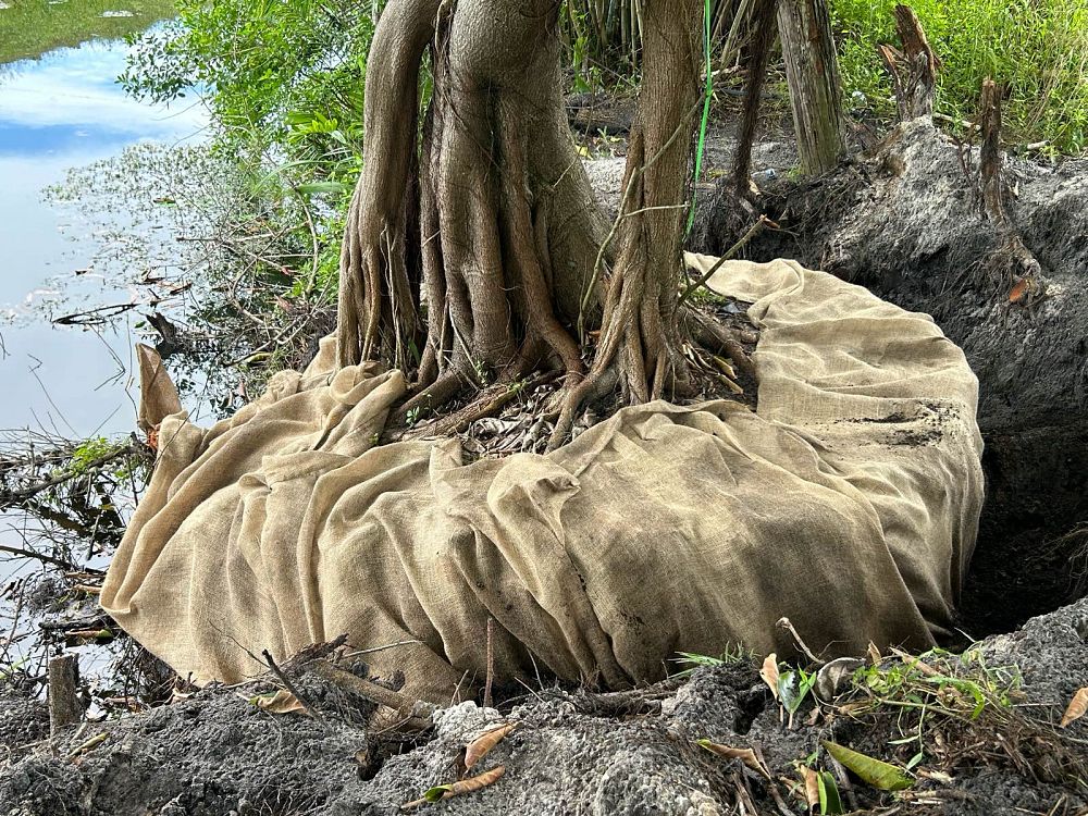 ficus-benghalensis-banyan-tree