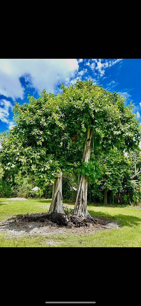 ficus-benghalensis-banyan-tree