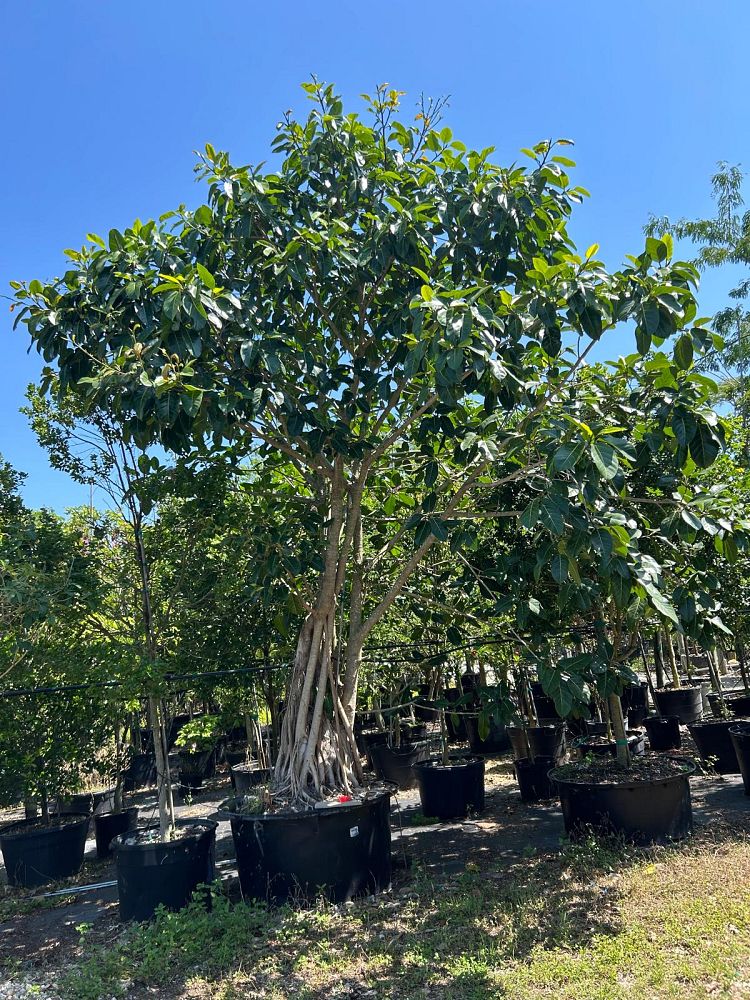 ficus-benghalensis-banyan-tree