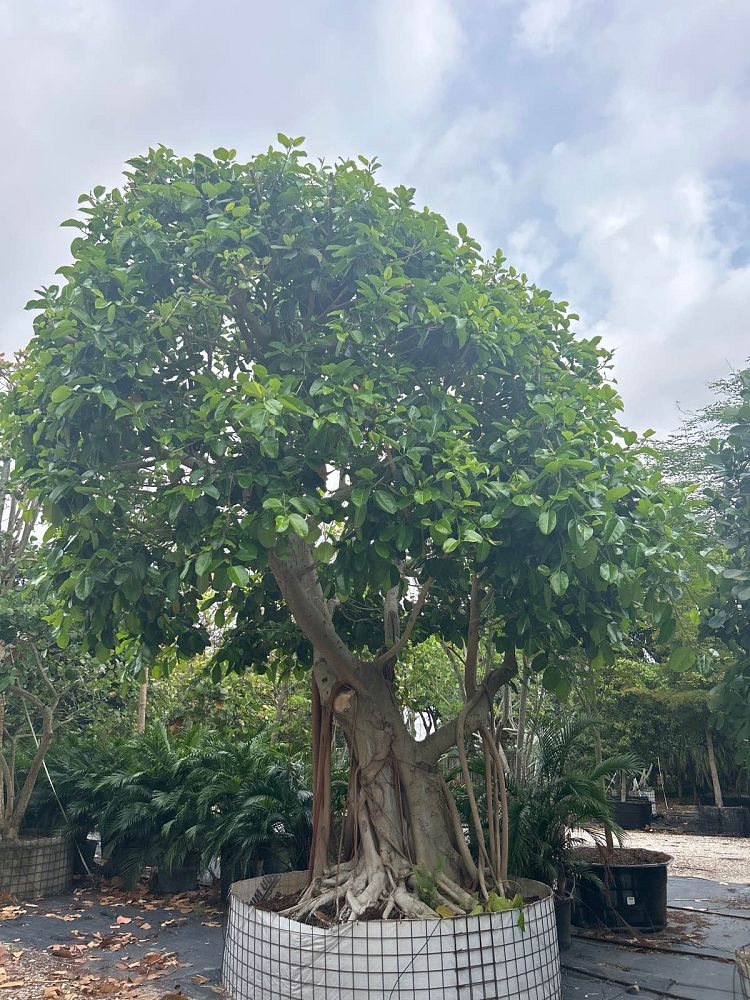 ficus-benghalensis-banyan-tree