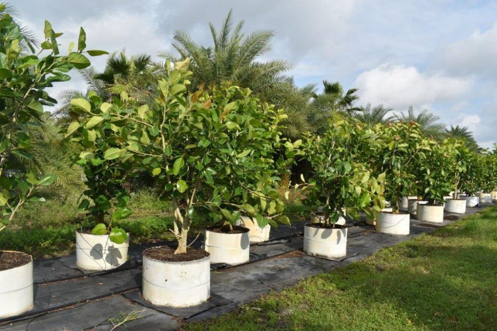 ficus-benghalensis-banyan-tree