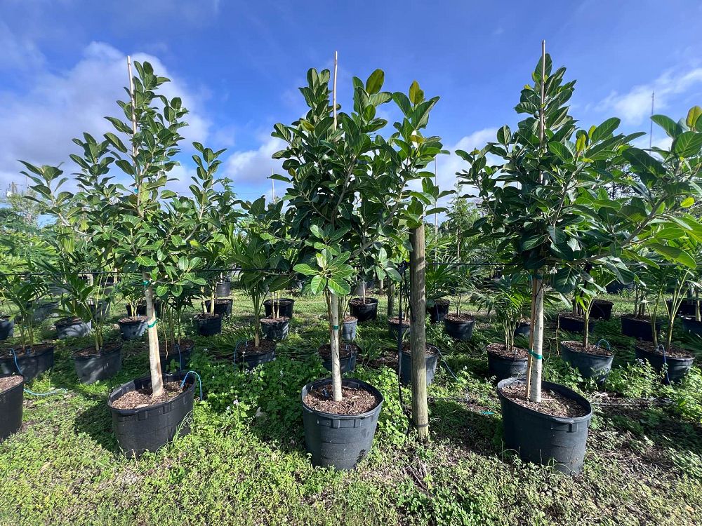 ficus-benghalensis-banyan-tree