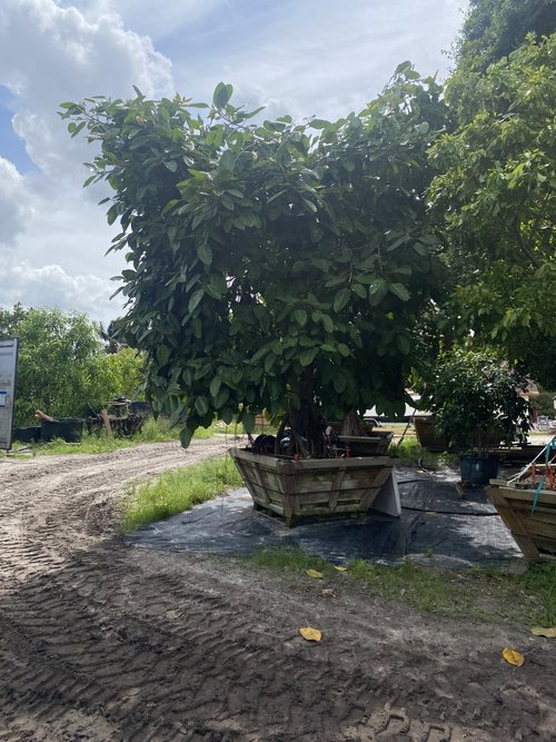 ficus-benghalensis-banyan-tree