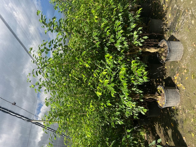 ficus-benjamina-weeping-fig-java-fig-benjamin-fig