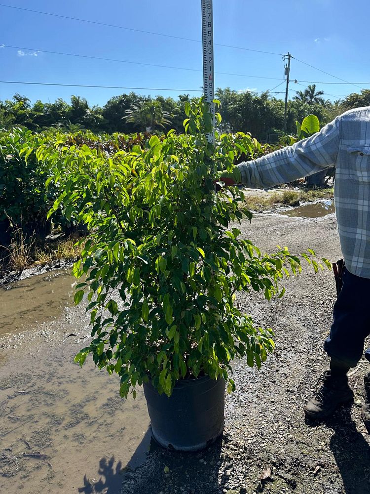 ficus-benjamina-weeping-fig-java-fig-benjamin-fig