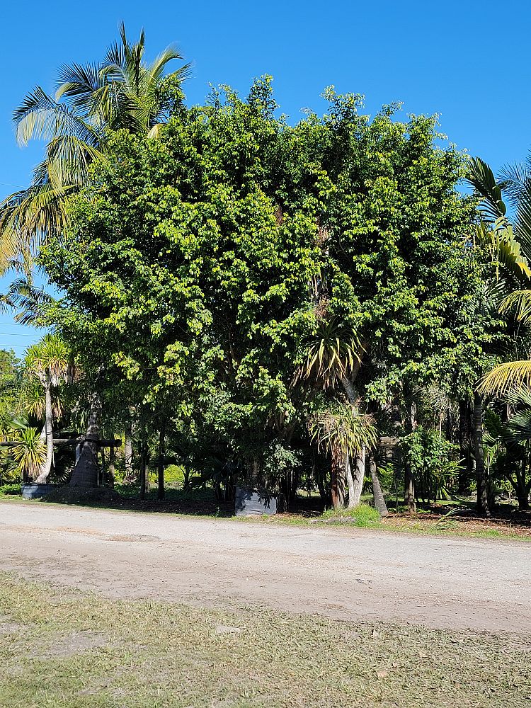 ficus-benjamina-weeping-fig-java-fig-benjamin-fig