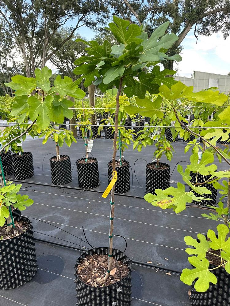 ficus-carica-chicago-hardy-fig-tree-edible