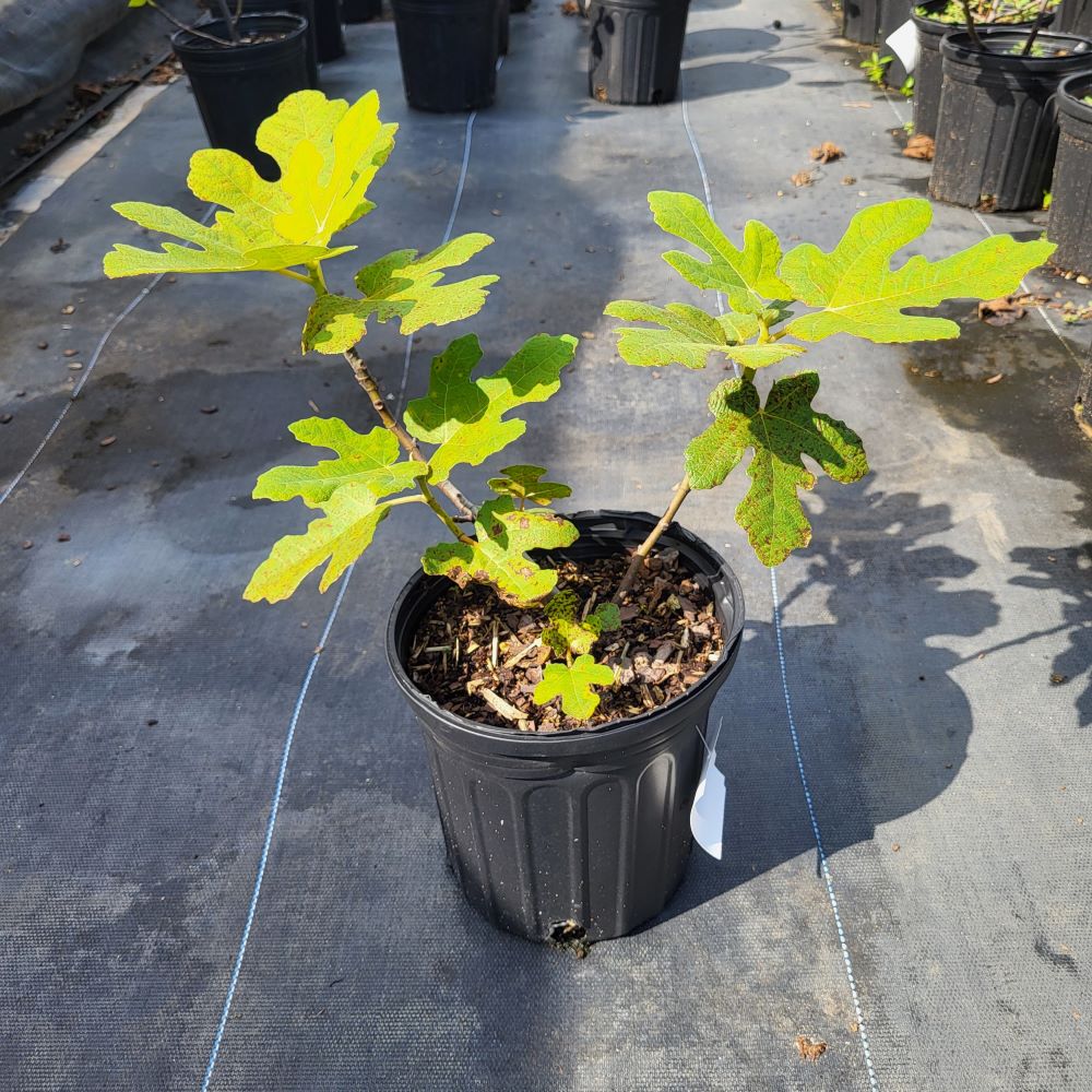 ficus-carica-fignomenal-fig-tree-edible