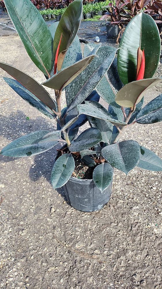 ficus-elastica-burgundy-decora-rubber-plant-indian-rubber-tree