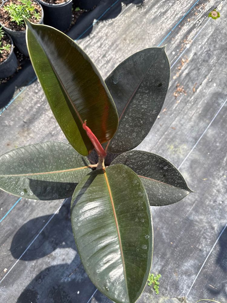 ficus-elastica-burgundy-rubber-plant-indian-rubber-tree