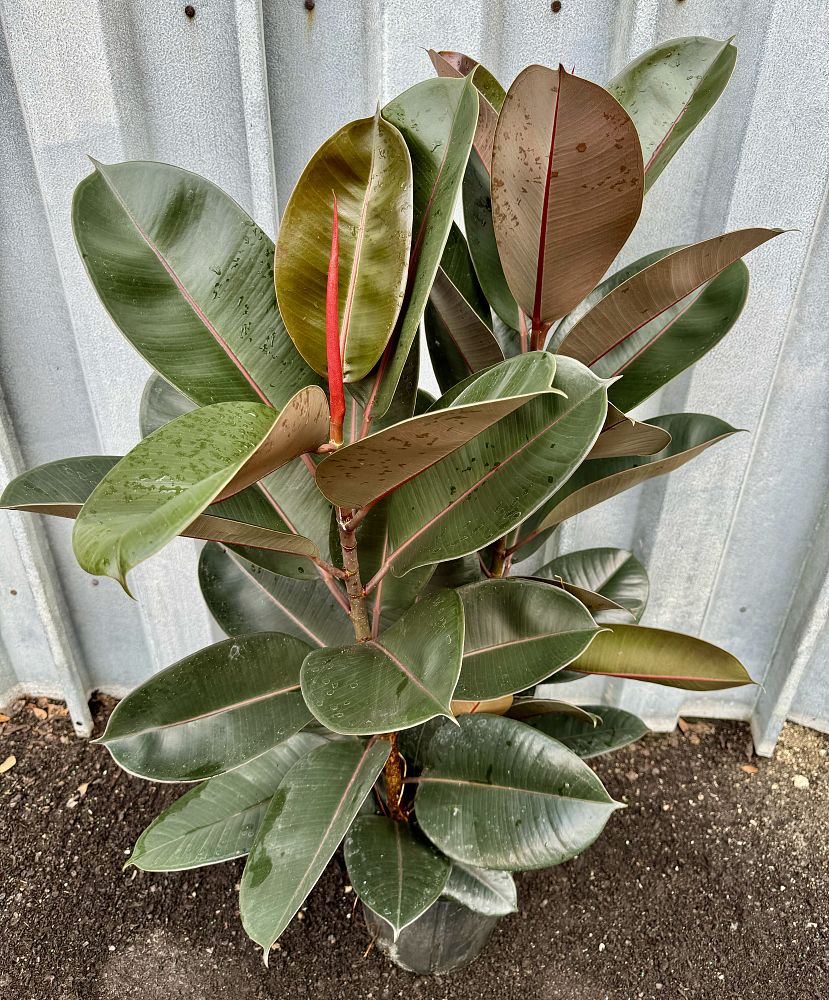 ficus-elastica-burgundy-rubber-plant-indian-rubber-tree