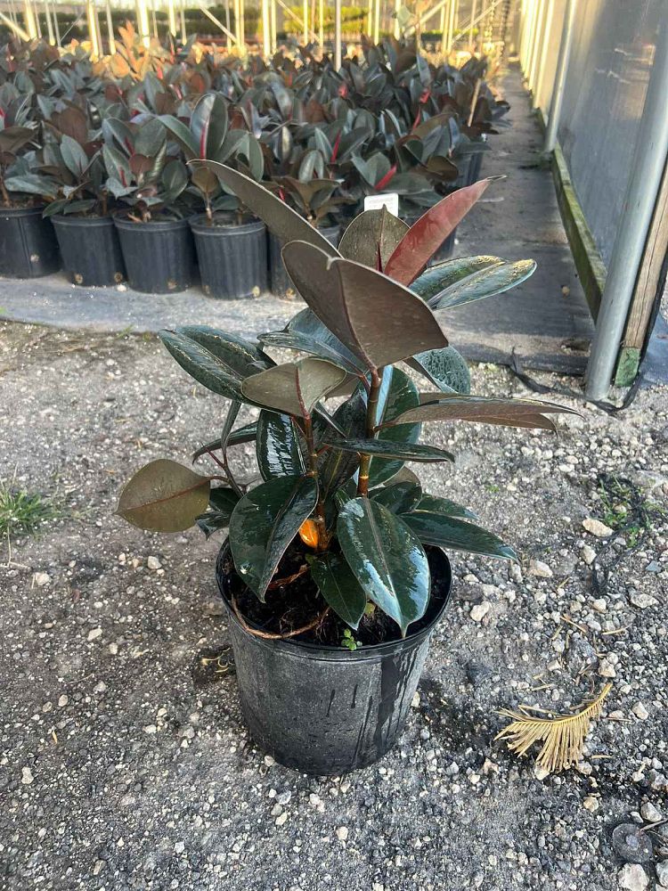 ficus-elastica-burgundy-rubber-plant-indian-rubber-tree