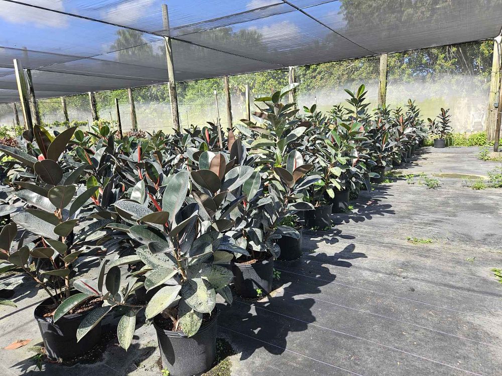 ficus-elastica-burgundy-rubber-plant-indian-rubber-tree